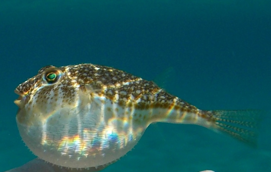 Torquigener flavimaculosus  a Karpathos (Grecia)